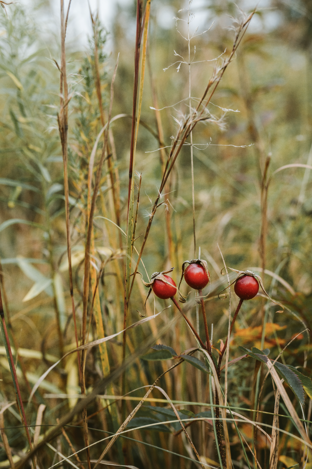 Rose Hips