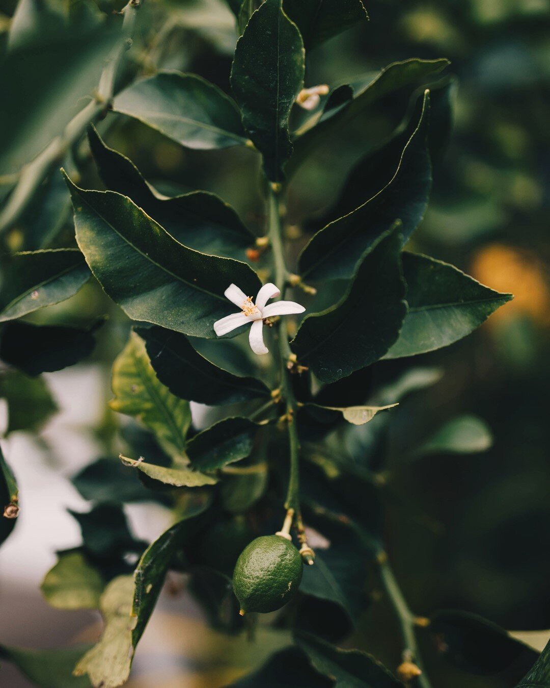 Once upon a lime.⠀⠀⠀⠀⠀⠀⠀⠀⠀
⠀⠀⠀⠀⠀⠀⠀⠀⠀
Or it could be once upon a lemon, but at this stage it&rsquo;s hard to tell unless you&rsquo;re an expert. 🍋Funny fact: farmers + orchardists now grow different species to be harvested as lemons or limes, but if 