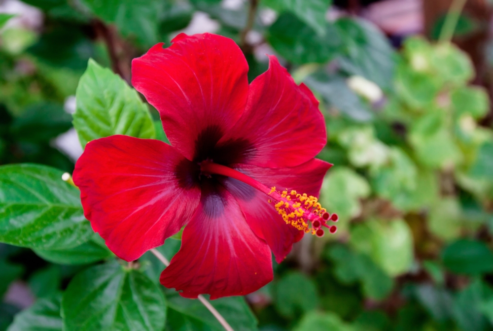 hibiscusblomst.jpeg