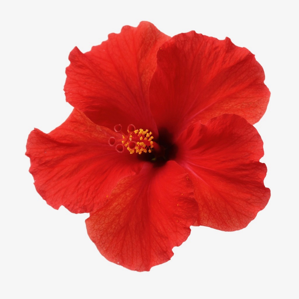 Hibiscus