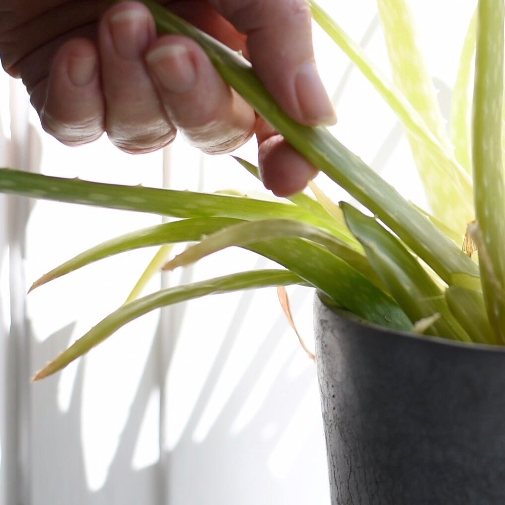 aloe vera hud aloe vera hud