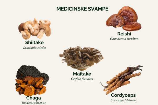 4 medicinske svampe, der gør underværker for dit helbred