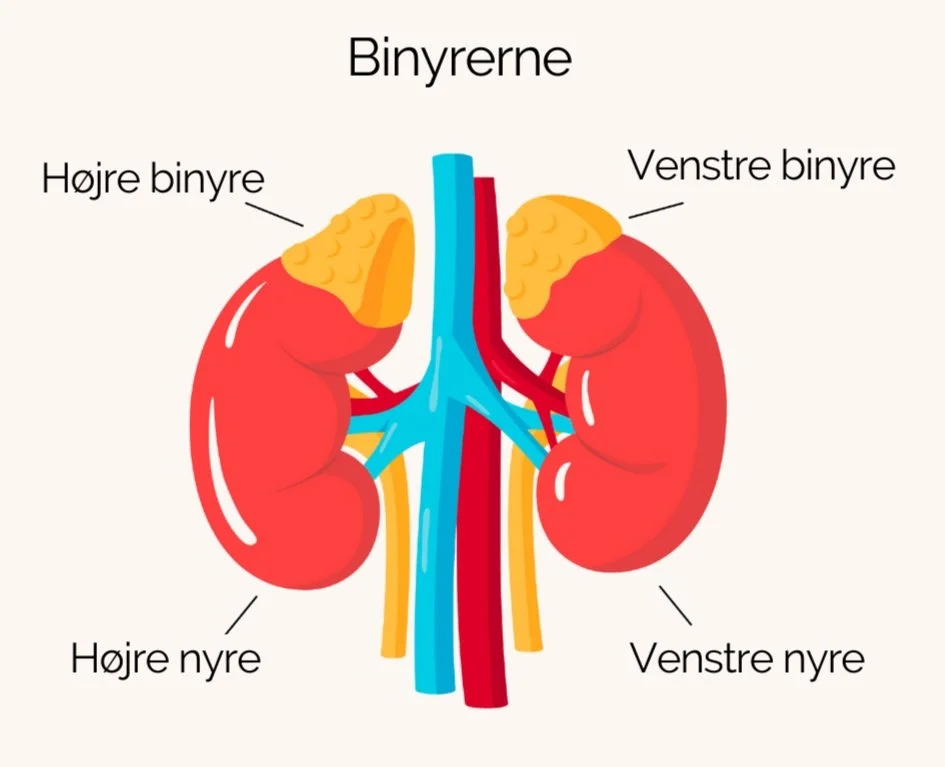 Hormonel Balance: 10 Naturlige tips til vægttab, bedre hud og mere ...