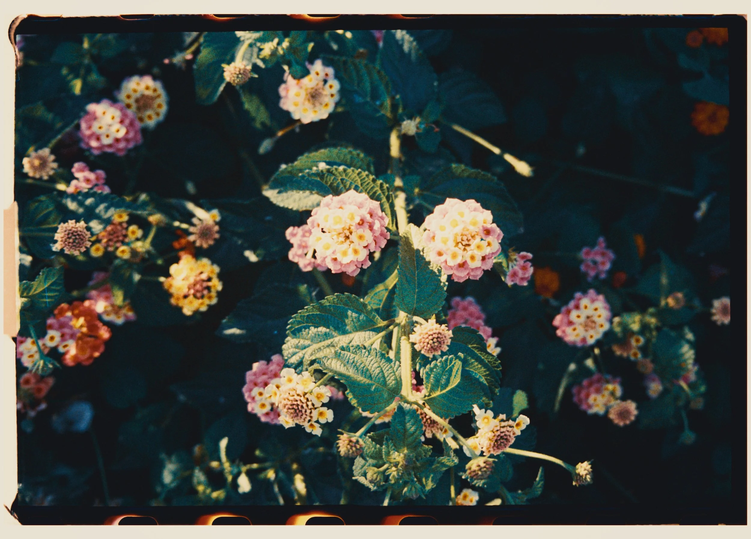 Juni_summer 25-12.JPG