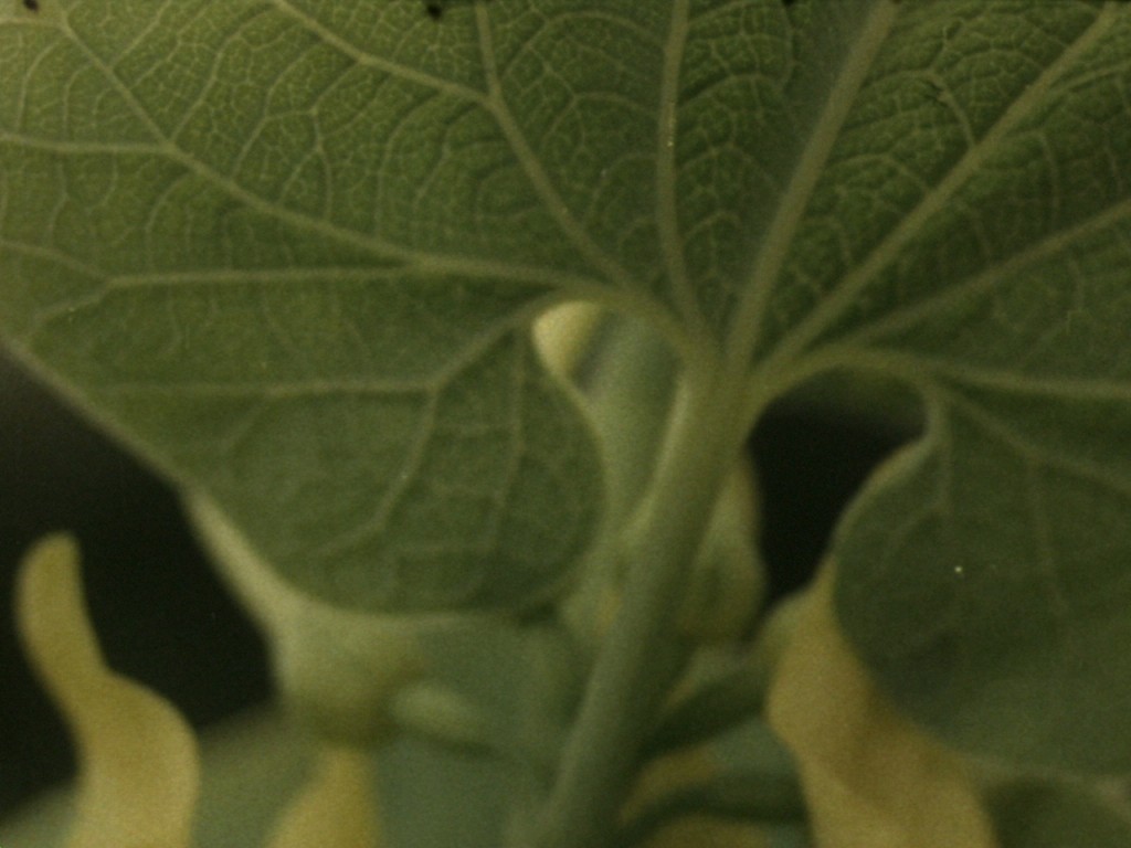 Still from Folia by Anais Ibert and Victor de las Heras