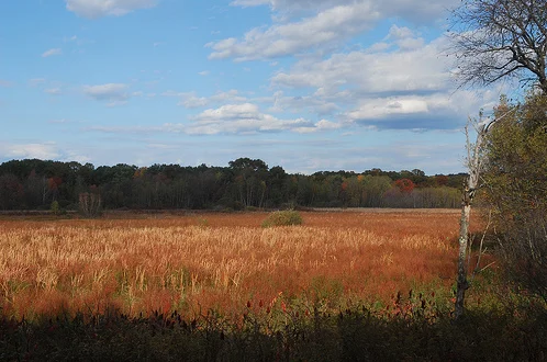 WSL is fortunate to be located adjacent to Arlington's Great Meadows, 183 acres of conservation land that protect wildlife and provide local flood control.