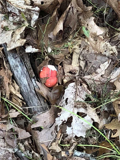 Students were treated to a glimpse of a little red mushroom peeking through the leaves.
