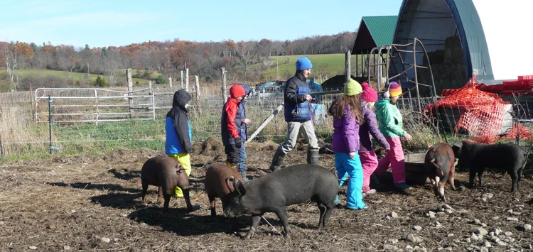 Next time you're on a working farm, put on your mud boots, catch a sow or a piglet, and see if you can do pig math!