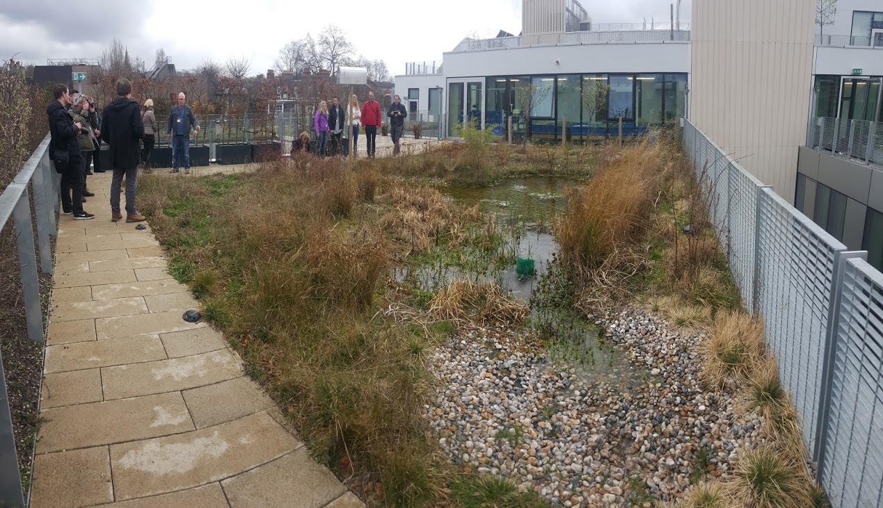 Pond on the roof is not very common but makes really good biodiversity 