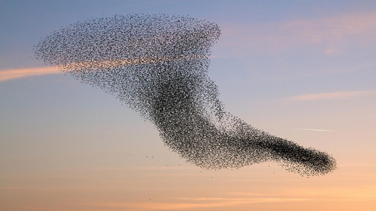 A complex conflict is like a murmurating flock of starlings: dynamic, unpredictable, uncontrollable. But you can influence it by focusing on the patterns of interaction.