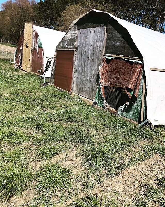 Chickens are out on pasture ! 🐓
.
.
. Our first batch of chickens are all feathered up (which means they can handle the elements) SO, they get to enjoy a new patch of grass everyday!
.
.
. We use these movable &ldquo;chicken tractors&rdquo; to shelt