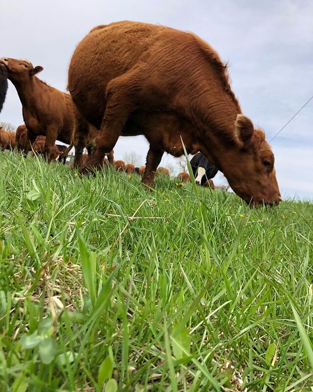 On Sunday we let our cow/calf pairs out on pastures ! The pastures are read and the cows  are loving being back out grazing. 🌾🐮.
.
.
.
. Swipe to see a little calf taking advantage of place to sit in the sun. 💕
.
.
.
. #cooperscsafarm #pasturebeef