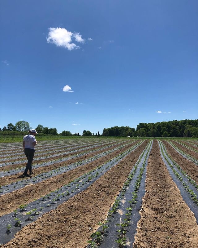 Sunday&rsquo;s are for Crop Scouting ! 🌱🐛🦋🐜🐞🐝🌽🥕🥦🥒🥬.
.
.
. We take a walk through the fields a couple of times a week to monitor bug levels, weeds, pests, and the condition of our crops. We determine what may need to be done to continue the