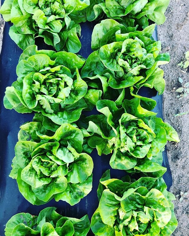 Can&rsquo;t beat views like these . 🥬☀️
.
.
. . #cropscouting #cooperscsafarm #lettuce