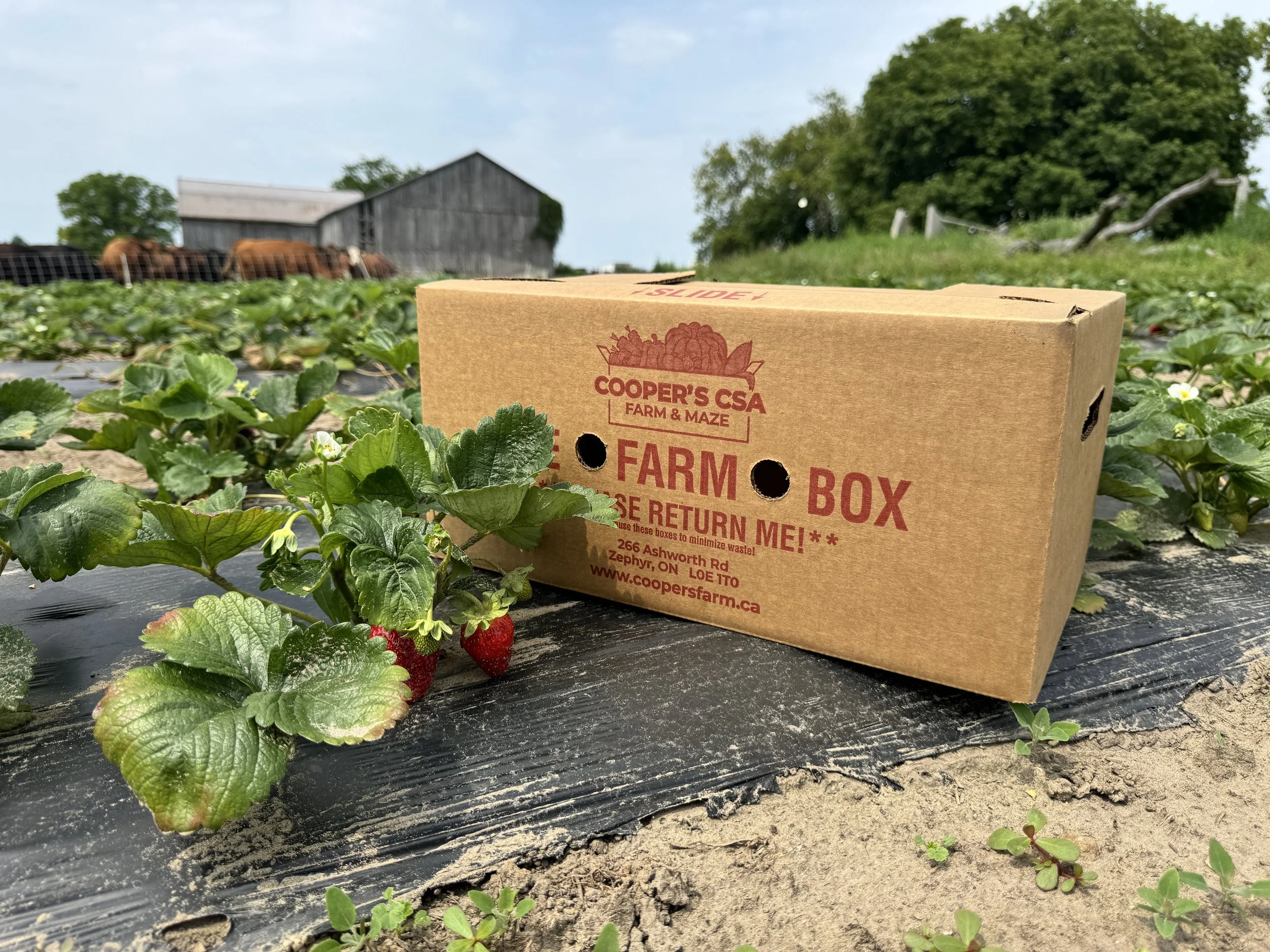 Cooper’s CSA Farm | Online Ordering, Farm Store & Corn Maze