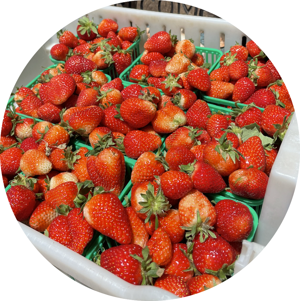 A white tray full of fresh, large, juicy strawberries.