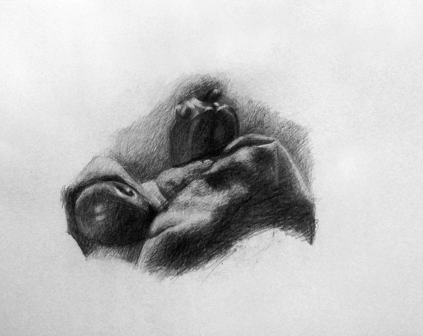 Still Life, charcoal on paper, 500x700 mm