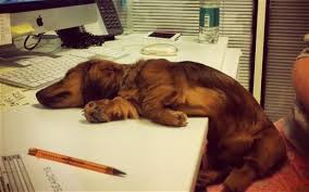 See? Business as usual ... you won't even notice I'm gone.