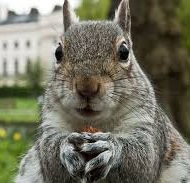 Excited squirrel