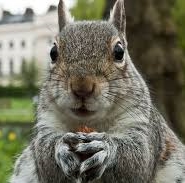 Impressed squirrel