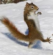 Squirrel at a wedding when Dancing Queen comes on