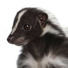 How can something this cute be so evil?