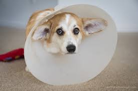 Clever dog found his own method of getting some localised amplification