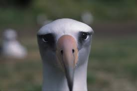 Disapproving Albatross - hello old friend
