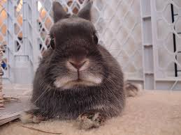 Disapproving bunny - closely related tothe Bunny of Shame.
