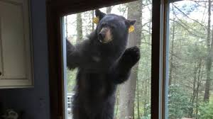 Make new friends by welcoming surprise guests...
