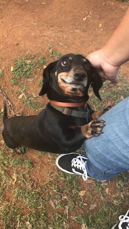 And that look right there is the entire reason I want a dog!