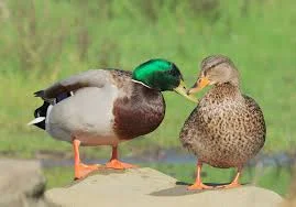 mallards.jpg