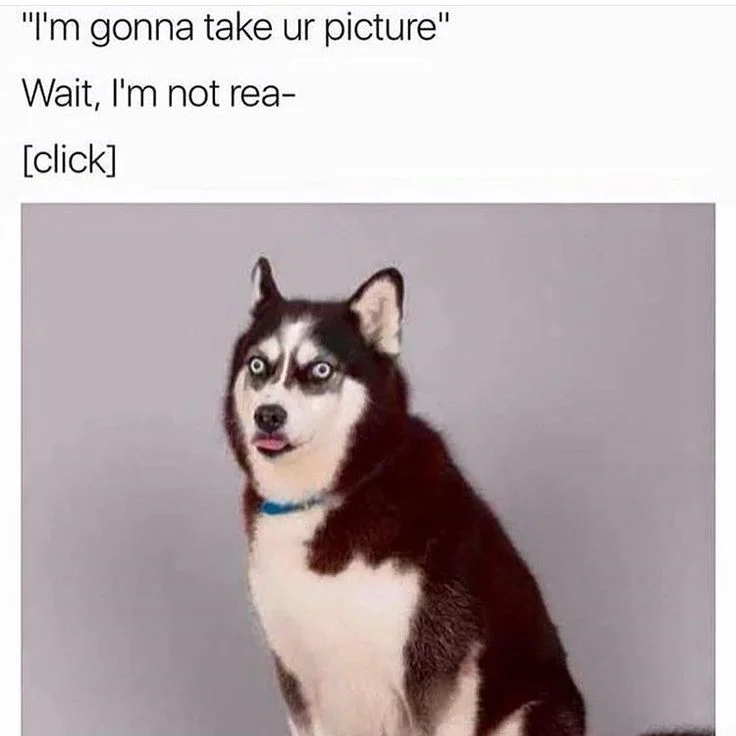 husky not ready.jpg