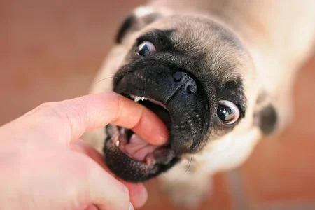 Finger food