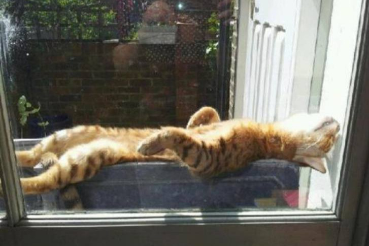 Solar powered cat