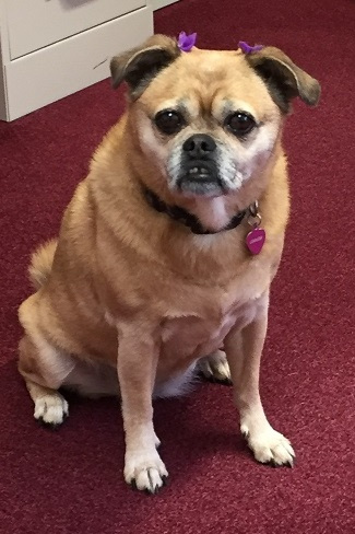 LouLou is ready to assist you. Treats for services are acceptable (on and the dog likes treats too).