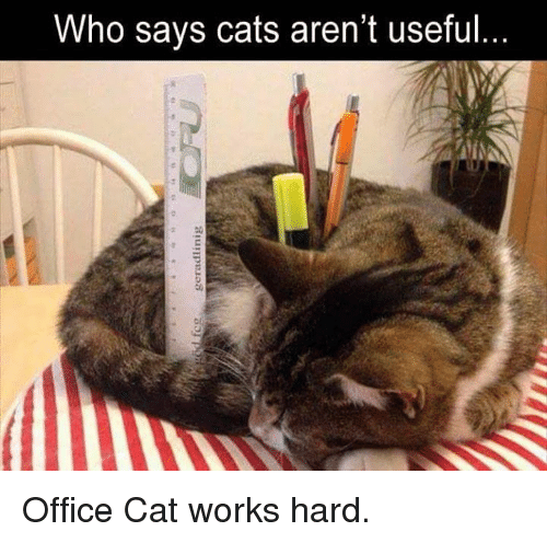 who-says-cats-arent-useful-office-cat-works-hard-11844997.png