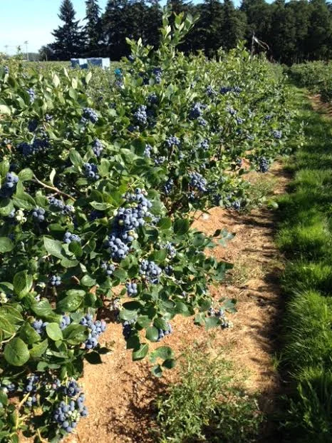  Blueberry plants