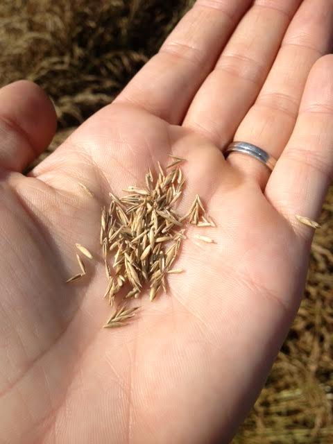 Here is the grass seed. To check if a field is ready, we randomly pull off some seed heads. If they have any green color they are not ready. If they look tan, then you push down in the middle of the seed to see if it feels firm or doughy. We want it firm and that means it is ripe! There are other methods of checking ripeness, including microwaving the seed but above is how we did it this year.