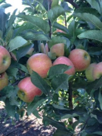  Gala apples