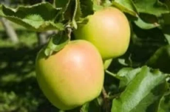  Smoothie apples. (Picture courtesy of blogs.scientificamerican.com)