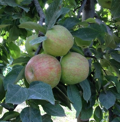  Honeycrisp
