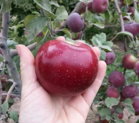 Liberty apple.jpg