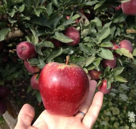 Red Delicious
