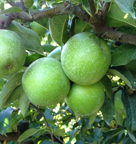 Granny Smith