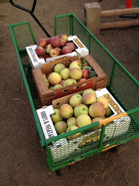Apples so nice looking packed in boxes. Rome and Jonagold apples.