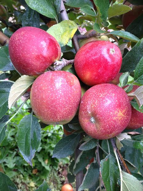 Braeburn apples