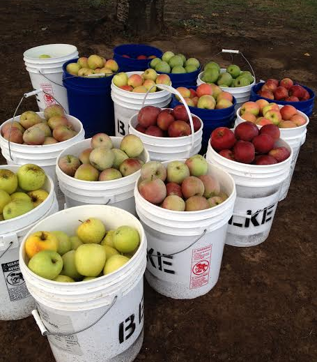 Golden Delicious, Fuji, Rome, Pink Lady, Granny Smith, Braeburn available.