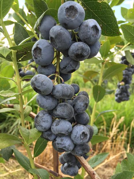These are our Liberty blueberries, but our u-pick Bluecrop has even more!