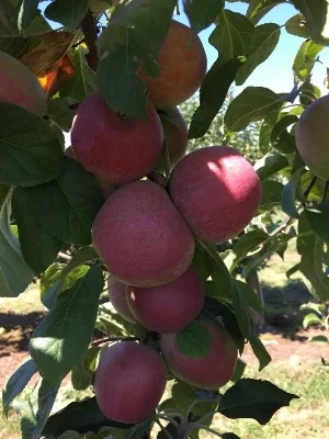 Liberty apples